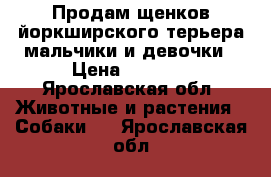 Продам щенков йоркширского терьера мальчики и девочки › Цена ­ 8 000 - Ярославская обл. Животные и растения » Собаки   . Ярославская обл.